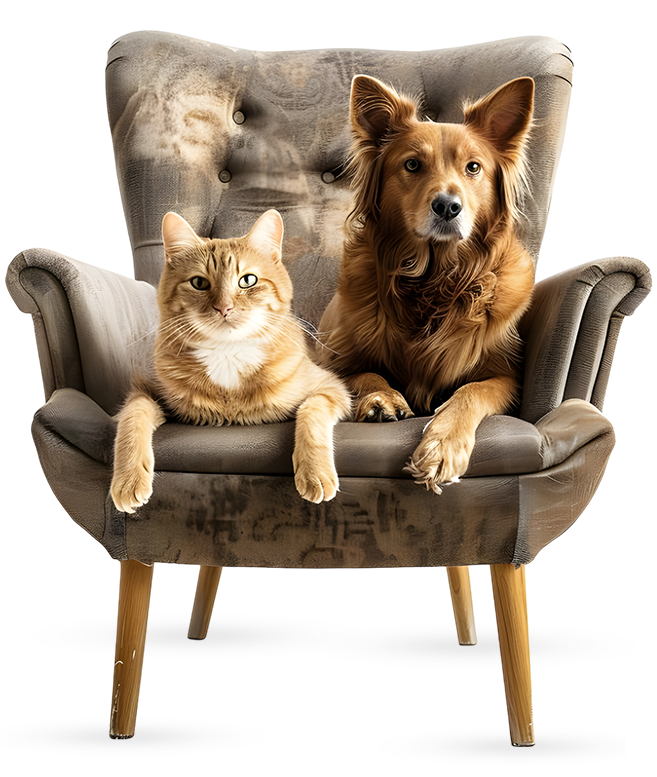 Professional Pet Care Services in Bengaluru