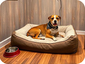 Professional Pet Care Services in Bengaluru